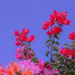 آهنگ قاچا قاچا دالینجا گلرم اوپوش آلنجا
