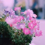 آهنگ قیزیل گول اویوم اویوم