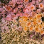 دانلود آهنگ سویرم‌ نازلی جوجمی گوزلری گوزل گولنی