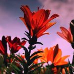 آهنگ ترکی مغان تویلاری