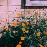 آهنگ ترکی تالیش تویلاری