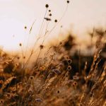 اهنگ من دارم کم کم دیوونه میشم میمیرم از غم