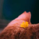 آهنگ اونی که از همه شیرین تره رفته