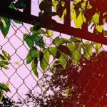 آهنگ دیوونه میشم برام میخندی