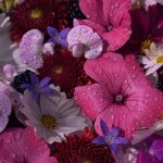 آهنگ گل میروید به باغ