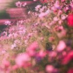 آهنگ نازارکم دردت سرم عه درد مه نیری خور