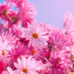 دانلود آهنگ سجاد رزمجو بابا لیلی