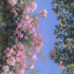دانلود آهنگ چو خیالت ای مه من بر دل ما گذرد دانلود آهنگ چو خیالت ای مه من بر دل ما گذرد