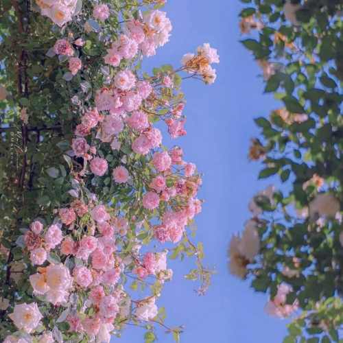 دانلود آهنگ چو خیالت ای مه من بر دل ما گذرد