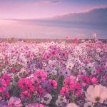 دانلود آهنگ گلای یاس تو باغچه غروبا بونه میگیرن