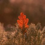 آهنگ به به به به گوزلره
