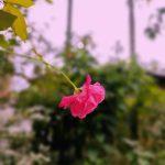 آهنگ بدو ناز دل مه ای دختو یار دل مه
