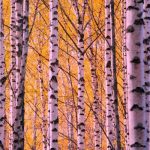 آهنگ دشت جونم سی عزیزم گل بکارم