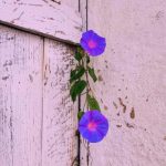آهنگ نه قراری نه دیاری که بر آن رو بگذارم