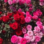 آهنگ آخه یارم رنگ موهاش مشکی کلاغی بود