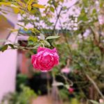 آهنگ چای گچرم شوربا گچرم
