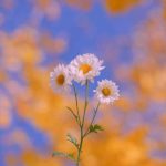 آهنگ چه مبارک است این غم که تو در دلم نهادی