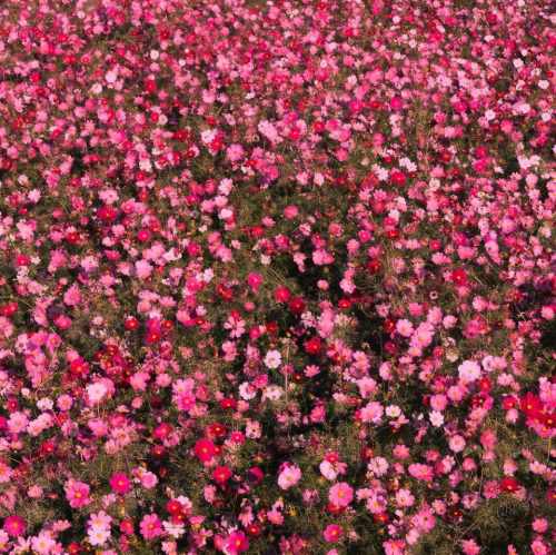دانلود آهنگ کرمانجی هره گوله