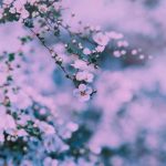 آهنگ بهش بگین بهارمه سبزی سبزه زارمه آهنگ بهش بگین بهارمه سبزی سبزه زارمه